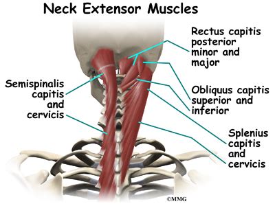 Neck and shoulder pain can be classified in many different ways. Patient Education | Concord Orthopaedics