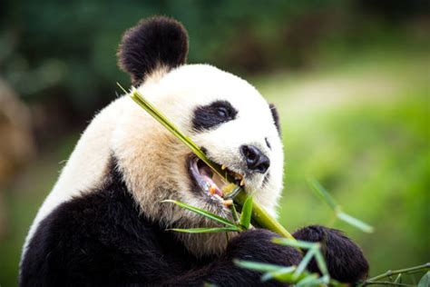 Giant Pandas Food