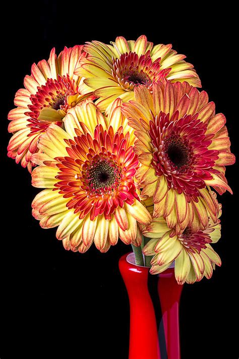 Daisy Bouquet Photograph By Garry Gay Pixels