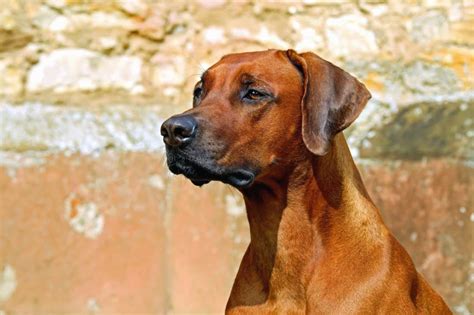 Free Picture Dog Animal Pet Cute Canine Brown Pedigree Vertebrate