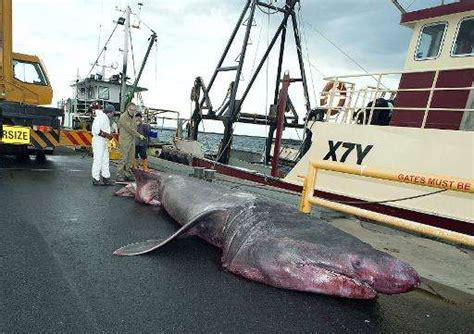 Australian Fishermen Catch Rare Basking Shark Update