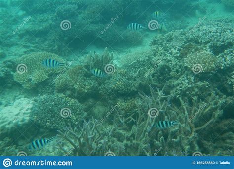 Sergeant Fish Swims In The Water Of The Pacific Ocean Stock Photo