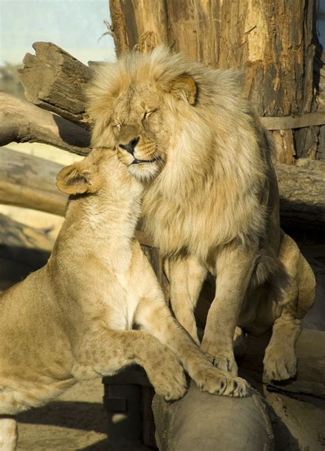 Lion Couples