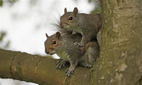 Prince Charles Backs Plan To Kill Grey Squirrels Environment The