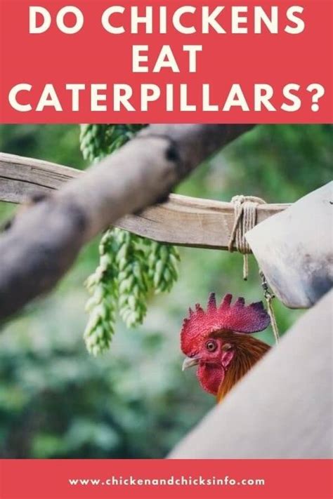 Every different species of beetle eats different things. Do Chickens Eat Caterpillars? (Poisonous Risks Explained ...