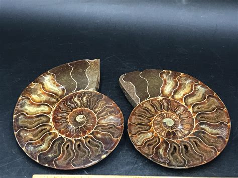 Sold Price Ammonite Fossil Rock Collectible Specimen May 2 0120