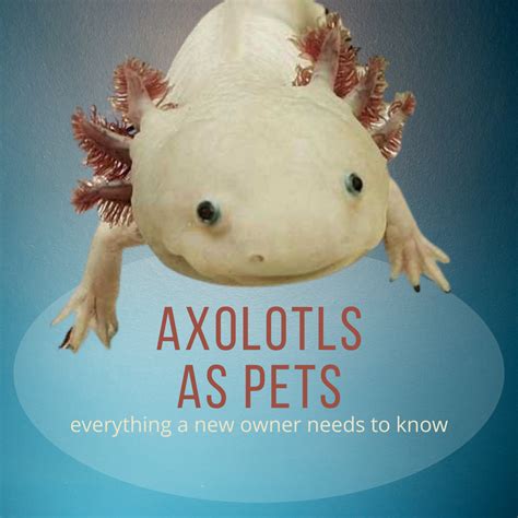 Everything About Axolotls A Basic Guide For New Owners Pethelpful