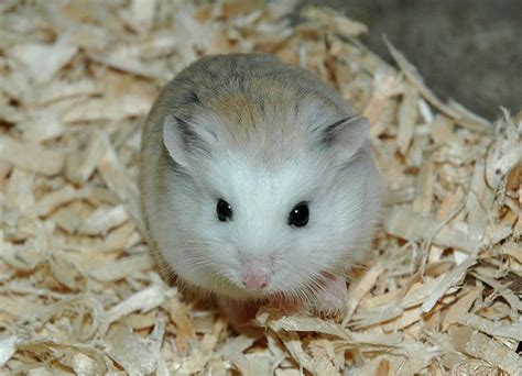 √ 6 Types Of Most Popular Hamster Breeds Hamster Breeds Chinese