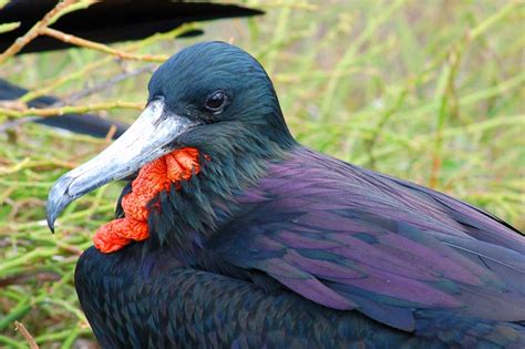 Frigate Birds Of The Galapagos Islands Great And