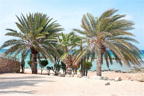 Beautiful Palm Trees On Aruba Island Stock Photo Image Of Nature