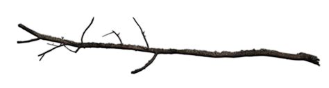 Stick Clipart Bare Branch Tree Branch Png Transparent Png Kindpng My