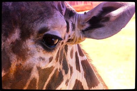 Wildlife World Zoo Suprise Az Take 2 Crowded Sounds