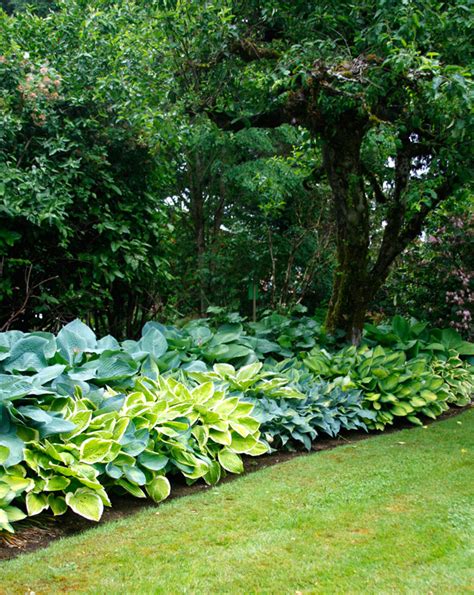 Hosta Design 101 Garden Bulb Blog Flower Bulbs And Gardening Tips