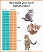 Pin by Our Love on Cat Development Chart | Cats, Cat lifespan, Cat ages
