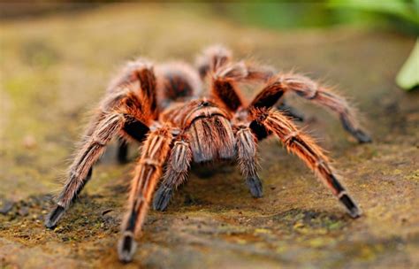 Colorados Annual Great Tarantula Migration Is Underway As Mating Season Approaches Nature