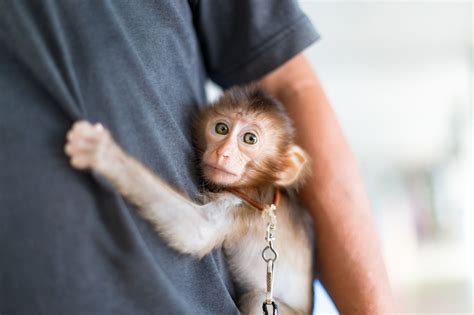 Pet Monkey Rescued From Chicago Sent To San Antonio Area Animal Sanctuary