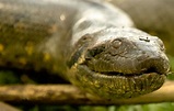 Green Anaconda | CRITTERFACTS
