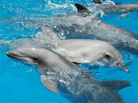 Do Dolphins Call Each Other By Name
