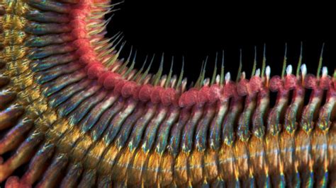 Science Visualized • The Nereid Worm Alitta Virens Photography By