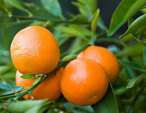 How To Grow Clementines Growing Clementines Orange