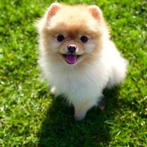 14 Teacup Pomeranian Pomeranian Dog Breeds Recommend Cutest Dogs