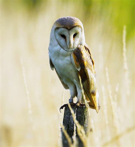 Barn Owl Flickr