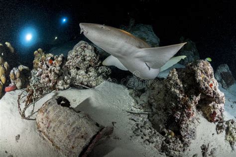 Sharks Ray And Fish In Night Diving Stock Image Image Of Eater