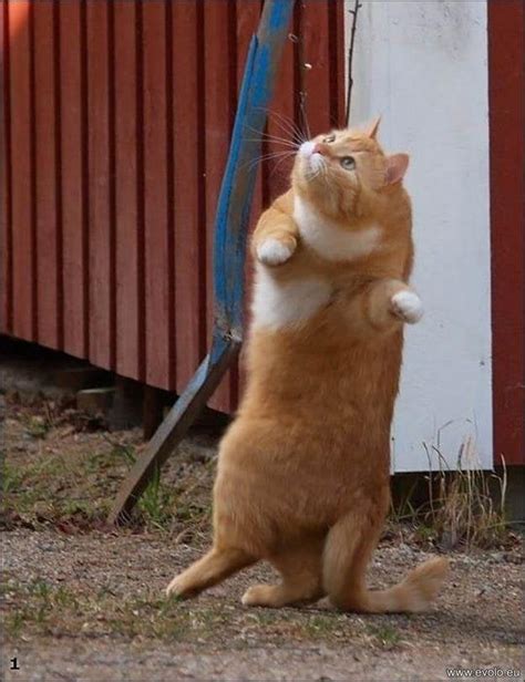 Psbattle Dancing Fat Cat Photoshopbattles