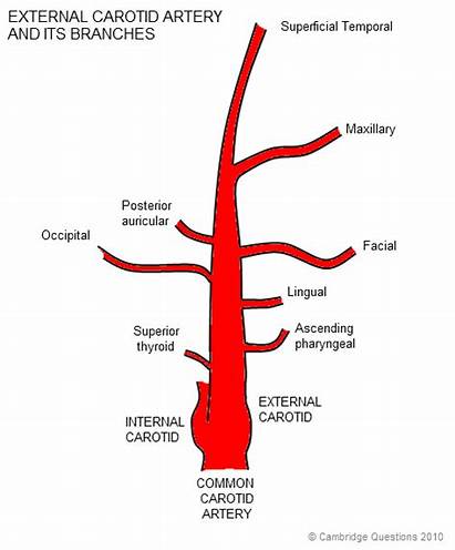 Carotid Artery External Branches Its Physiology Anatomy