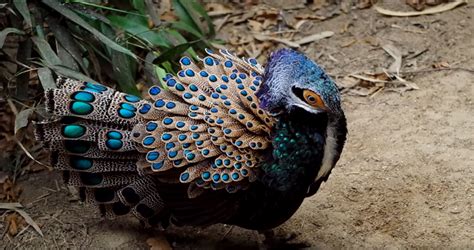 Bornean Peacock Pheasant Polyplectron Schleiermacheri Palm Oil Detectives