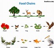 Food Chain and Food Web - Meaning, Diagrams, Examples - Teachoo