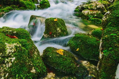 Mountain Creek Detail With Mossy Rocks And Crystal Clear Water Stock