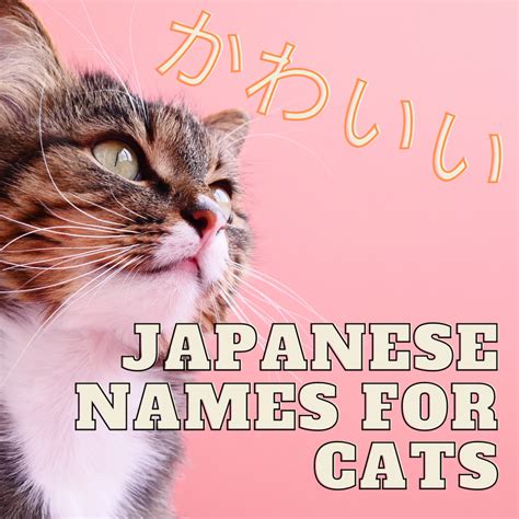 Japanese names are used in japan and in japanese communities throughout the world. 100+ Cute Japanese Cat Names for Your Pet - PetHelpful ...