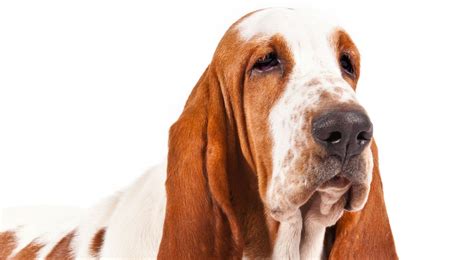 Basset Hound Dog Breed Information American Kennel Club