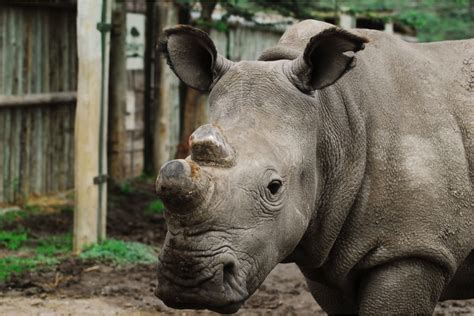 The Eeb And Flow Northern White Rhinoceros On The Brink Of Extinction