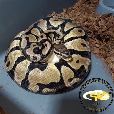 Pastel Scaleless Head Ball Python By Legendary Snakes Morphmarket