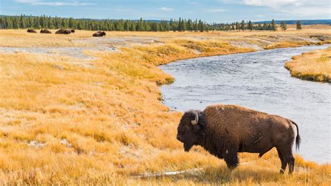 Why People Keep Trying To Pet Animals At Yellowstone National Park