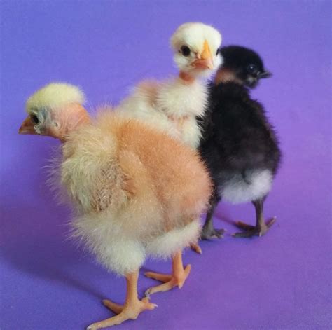 Naked Neck Turken Chicken Hatching Eggs Mixed Colors Lf