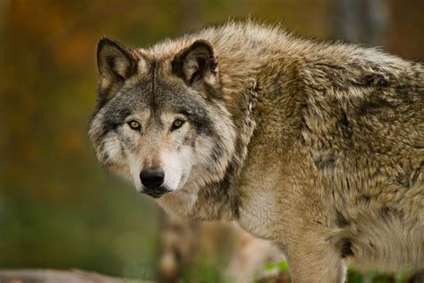 Prismarine wolves prefer life underwater and are excellent swimmers. Gray Wolves Lose Endangered Species Act Protection