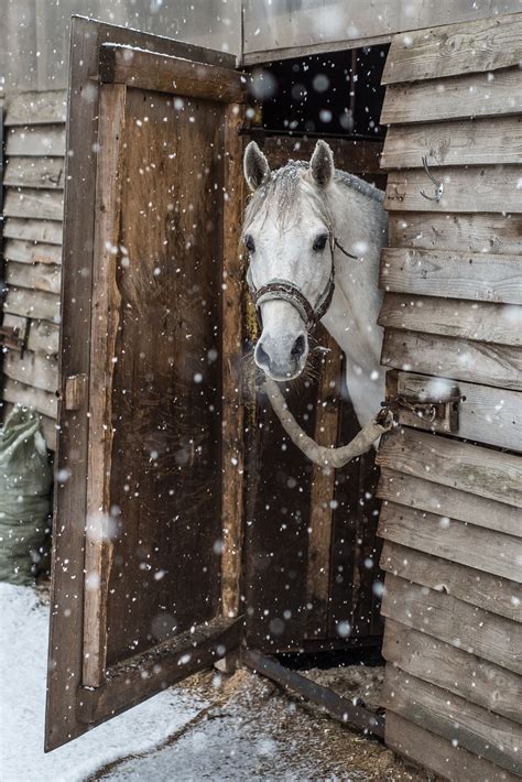 white horse   snow  oleg filippov horses  snow horses