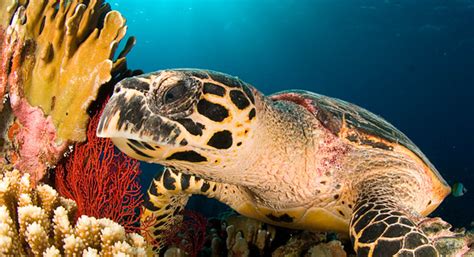 Spotted around arthur's in anilao mabini, batangas. Snorkeling with Sea Turtles | TropixTraveler