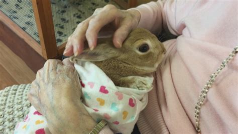 New Brunswick Therapy Rabbit ‘honey Bunny Spreads Joy And Unlocks