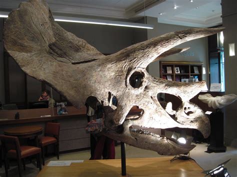 Triceratops T Horridus Marsh 1889 Cretaceous North Dakota Usa Long 232 Meters 9048