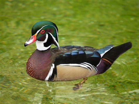 Delta Waterfowl Wallpapers Top Free Delta Waterfowl Backgrounds