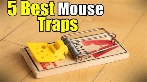 5 Best Mouse Traps You Can Buy In 2022 Youtube