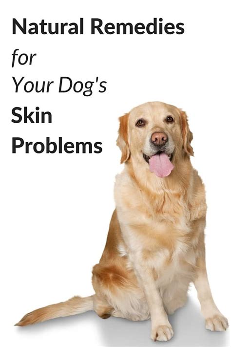 Natural Remedies For Dog Skin Problems Dog Skin Problem Dog Skin