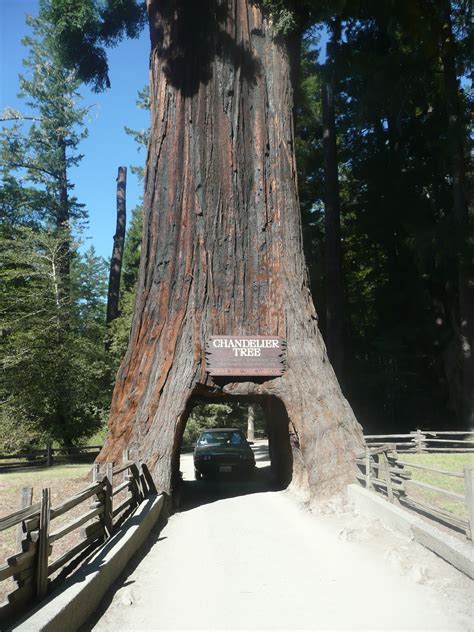 Avenue Of The Giants California Redwoods Great Places California
