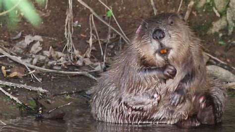 Beaver Families Win Legal Right To Remain Bbc News
