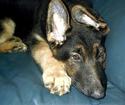 Riggs Puppy Big Paws German Shepherd Dog Retouched Flickr