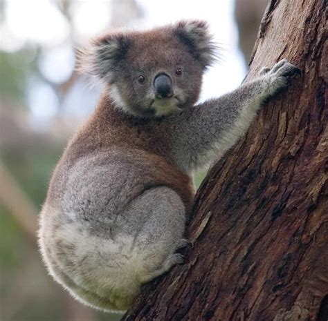 Implant Under Way To Improve Koala Vaccines The Wildlife Society